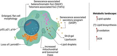 Lipids as Regulators of Cellular Senescence